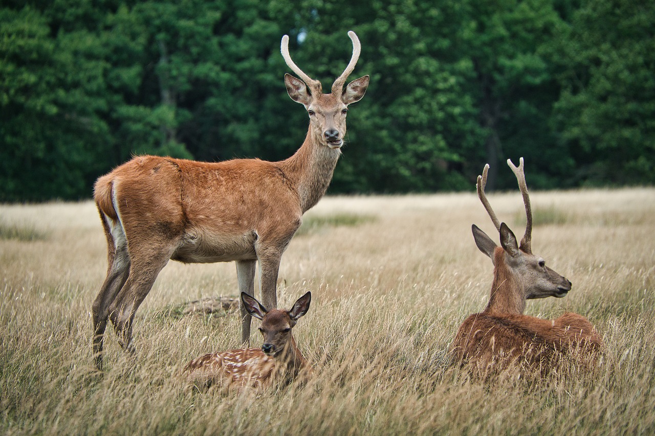 Richmond Park